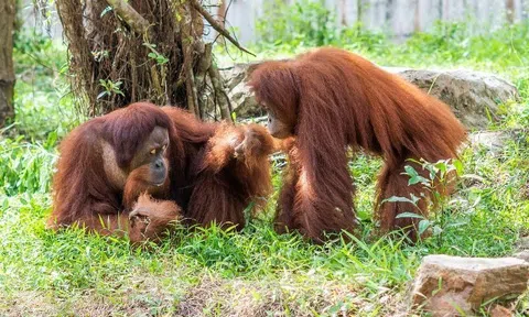 Hành trình tới “ngôi nhà” Vinpearl Safari của những cá thể quý hiếm nhất thế giới