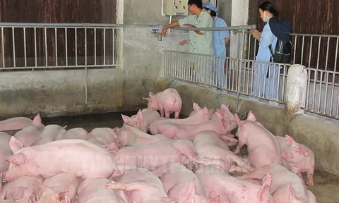 TPHCM phấn đấu trở thành trung tâm sản xuất con giống cho các tỉnh và khu vực vào năm 2030