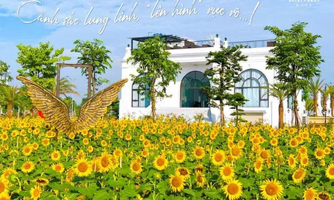 “Check-in” lung linh với cánh đồng hoa hướng dương nở rộ ở Thái Nguyên