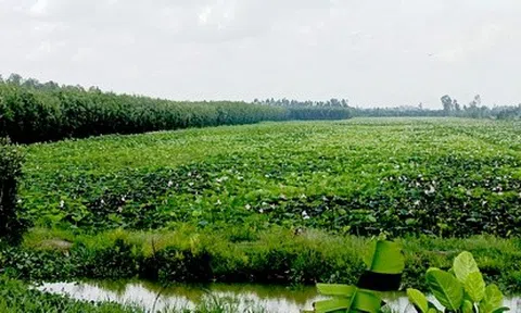 Cơ hội cho du lịch nông nghiệp ở Đồng bằng sông Cửu Long