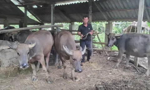 Chăn nuôi đại gia súc giúp nhiều hộ nông dân Lâm Bình thoát nghèo bền vững