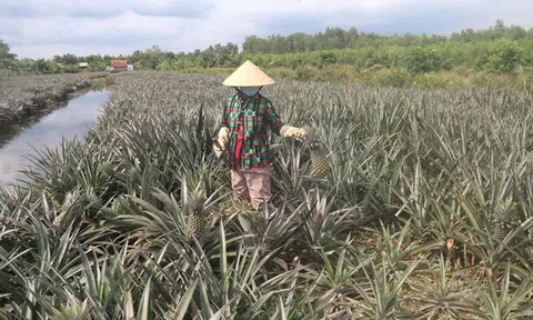 Khơi dậy tiềm năng vùng Đồng Tháp Mười, góp phần chuyển dịch về cơ cấu nền kinh tế mạnh mẽ