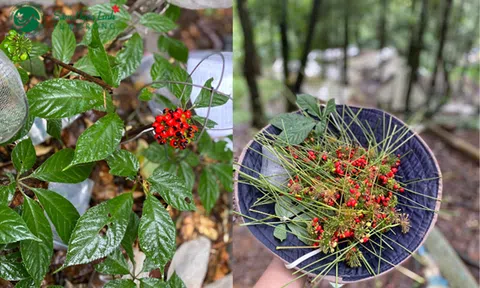 Hạt giống Sâm Ngọc Linh 1 trong 5 loại Sâm tốt nhất thế giới - “bảo vật” quý giá của núi rừng Ngọc Linh