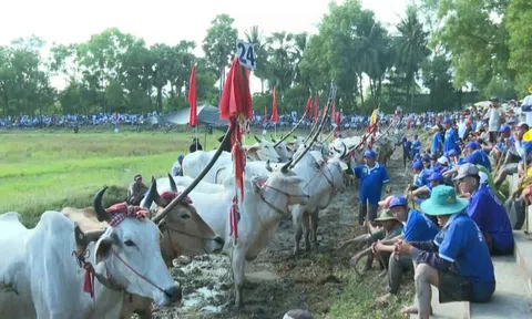 Hội đua bò Bảy Núi tranh Cúp truyền hình An Giang (ATV) lần thứ 27 năm 2022 kết thúc sau một ngày tranh tài sôi nổi