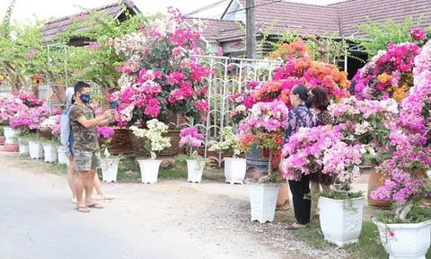 Bến Tre đầu tư 85 tỷ đồng phát triển cây giống và hoa kiểng Chợ Lách