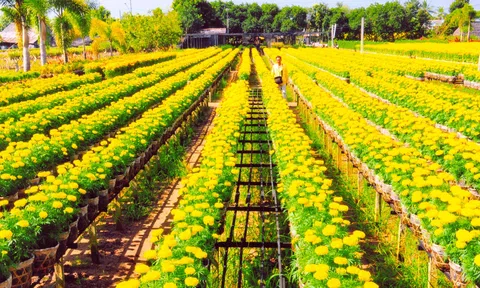 Giải pháp phát triển làng hoa Sa Đéc trở thành thương hiệu văn hóa đặc trưng