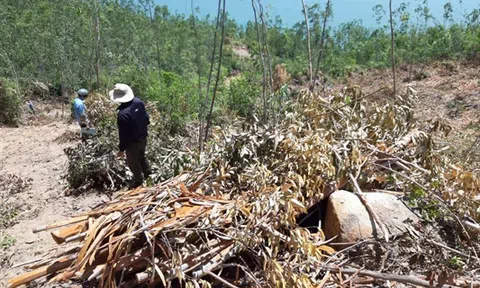 Xâm phạm danh thắng quốc gia Ghềnh Ráng: Làm rõ trách nhiệm việc “chấp thuận” cho khai thác bạch đàn