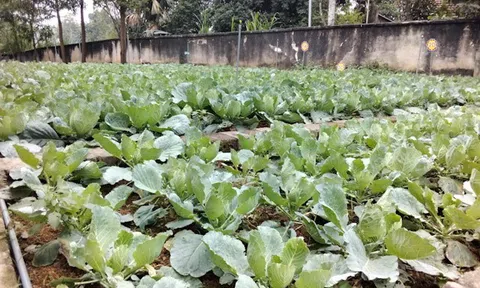 Trường tiểu học bán trú Ninh Dân (Thanh Ba - Phú Thọ) được ăn rau sạch an toàn