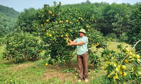 Mô hình trồng cây ăn quả trên đất đồi rừng Lâm Bình (Tuyên Quang) mang lại thu nhập cao