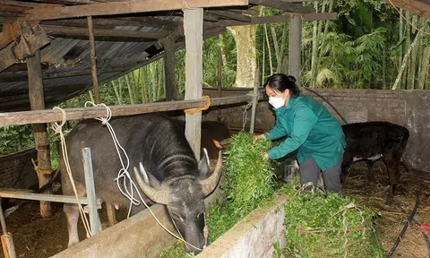 Tuyên Quang: Ứng dụng khoa học công nghệ trong sản xuất và chăn nuôi giúp giảm nghèo bền vững