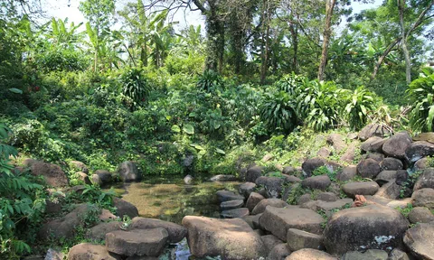 Độc đáo hệ thống giếng cổ nghìn năm hút khách với loại rau "siêu sạch"