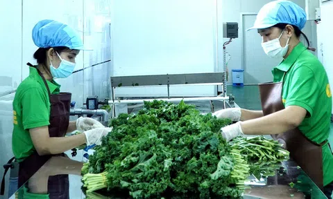 Sản xuất, chế biến bột nông sản của Thiên Nhiên Việt: Tiên phong và thành công