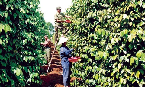 Người nông dân hoang mang với thông tin giá thu mua hồ tiêu