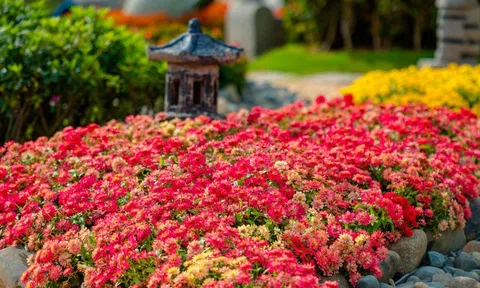 Chiêm ngưỡng một thiên đường hoa rực rỡ, bạt ngàn những bông hoa tulip đang vào độ đẹp nhất