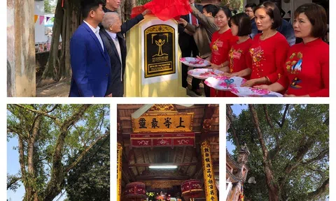 Hai cây đa 2 cổ thụ trong khuôn viên đình Ngọc Liễn ở Vĩnh Phúc được công nhận cây di sản Việt Nam