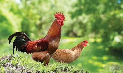 Giải pháp phát triển thương hiệu Gà Thanh Chương