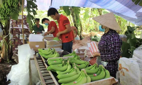 Đồng Nai: Dự kiến năm 2023 xuất khẩu trên 500.000 tấn chuối tươi sang các nước Hàn Quốc, Nhật Bản, Malaysia và Trung Quốc