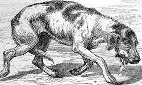 Tử vong vì chó dại cắn: Nguyên nhân, trách nhiệm, tác hại và biện pháp phòng chống