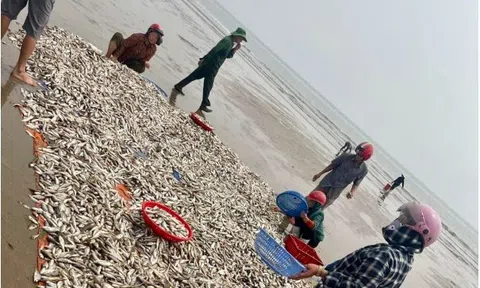 Nghi Sơn - Thanh Hoá: Ngư dân lại trúng đậm hàng tấn cá đù biển có giá trị cao