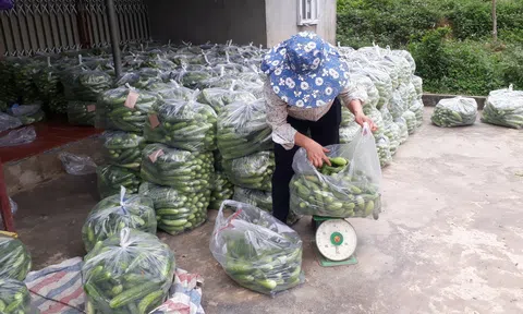 Xã Phúc Sơn (Lâm Bình - Tuyên Quang): Phát triển thành vùng trồng dưa chuột gắn với thị trường