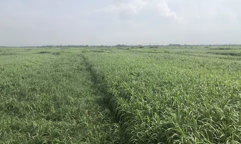 Đảng bộ xã Vĩnh Ninh (Vĩnh Tường): Tạo bước đột phá phát triển kinh tế - xã hội