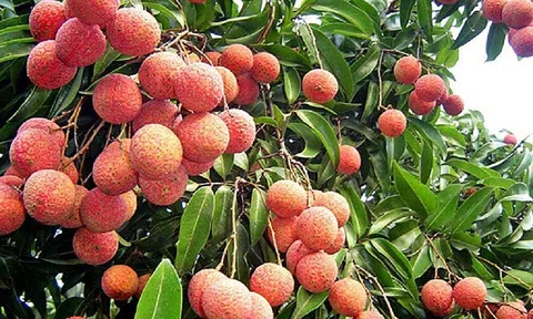 Lô vải không hạt đầu tiên xuất khẩu sang Nhật Bản và Anh mở ra cơ hội xuất khẩu nhiều sản phẩm nông nghiệp