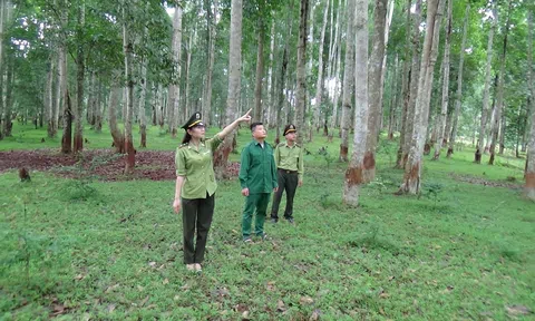 Xã Năng Khả (Na Hang - Tuyên Quang) triển khai quyết liệt hơn nữa các giải pháp quản lý, bảo vệ và phát triển rừng