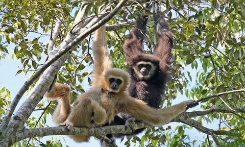 Bảo tồn và phát huy giá trị đa dạng sinh học vùng Công viên địa chất Toàn cầu UNESCO Non nước Cao Bằng