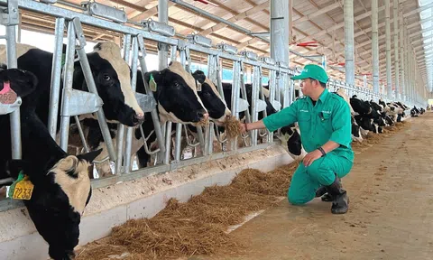 Vinamilk tự tin giành lại thị phần thời gian tới, cổ phiếu VNM phục hồi ấn tượng