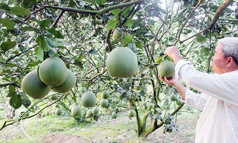 Đồng Nai: Phát triển nông nghiệp hữu cơ gắn với công nghiệp chế biến và thị trường tiêu thụ sản phẩm