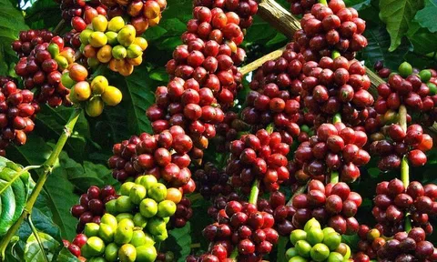 Lâm Đồng: Tập trung xây dựng các mô hình bền vững đối với cây cà phê