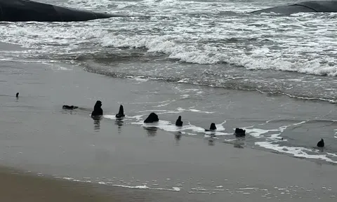 Quảng Nam: Sẽ khai quật khẩn cấp con tàu gỗ bị chìm trên vùng biển Hội An