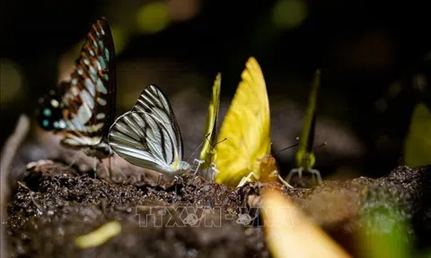 Phát triển nhiều sản phẩm du lịch tại Khu Bảo tồn thiên nhiên - văn hóa Đồng Nai