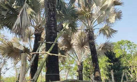 Huyện Lai Vung, tỉnh Đồng Tháp: Hạ độc vườn cây kiểng bằng thuốc diệt cỏ