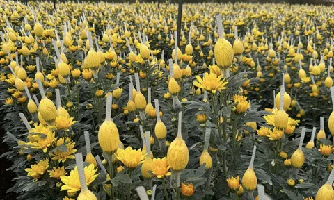 Ngành Nông nghiệp Lâm Đồng phấn đấu đạt và vượt mục tiêu đạt tốc độ tăng GRDP toàn ngành trên 5%