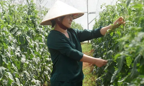 Đắk Nông: Phát triển nông nghiệp ứng dụng công nghệ cao bền vững, theo chuỗi giá trị