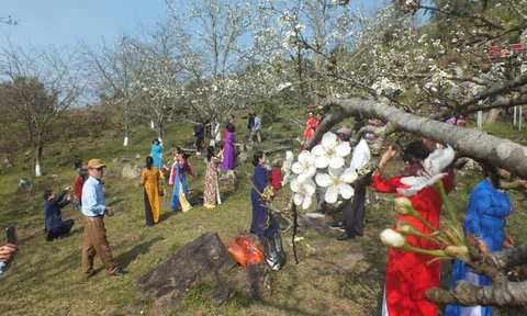 Hồng Thái (Na Hang - Tuyên Quang): Tháng 3 ngập tràn sắc trắng hoa lê thu hút du khách