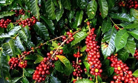 Di Linh tiếp tục phát huy nguồn lực tài nguyên thiên nhiên để phát triển nông nghiệp theo hướng bền vững và an toàn sinh học