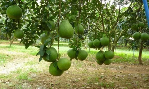 Đồng Nai: Phát triển du lịch cộng đồng gắn với nông nghiệp trên địa bàn tỉnh