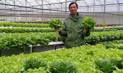 Nông nghiệp Lâm Đồng tiếp tục mở rộng các vùng sản xuất nâng cao giá trị rau an toàn