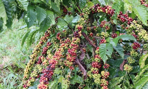 Nông sản Lâm Đồng ngày càng khẳng định được vị trí trên thị trường xuất khẩu