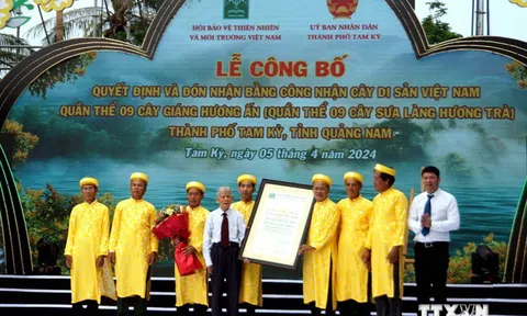 Quần thể 9 cây Sưa làng Hương Trà (Quảng Nam) được công nhận Cây di sản Việt Nam
