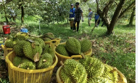 AgriDataGo - Phần mềm miễn phí hỗ trợ nông dân chinh phục tiêu chuẩn xuất khẩu