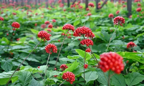 Xúc tiến du lịch khu vực Tây Nguyên nhân dịp tổ chức Festival sâm Ngọc Linh - Kon Tum lần thứ Nhất, năm 2024