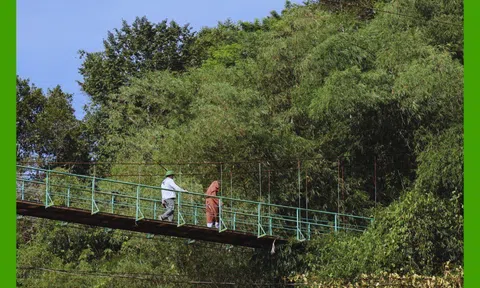 Khám phá cầu treo giữa rừng xanh - điểm nhấn độc đáo tại Làng Chữa Lành Kaho