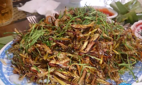 Châu chấu chiên giòn, món ngon dân dã mang hương vị đồng quê