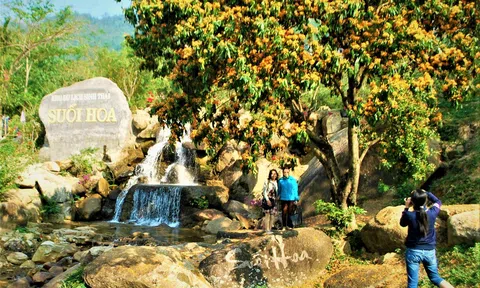 Tháng Ba về Hòa Vang: Check-in mùa hoa rì vàng cam rực rỡ bên suối Phú Túc giữa đại ngàn Đà Nẵng