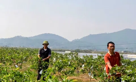 Về quê trồng ổi, cấy lúa, nuôi cá – “bỏ túi” hơn 200 triệu đồng mỗi năm