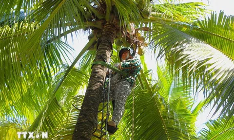 Cần Thơ: Phát huy lợi thế sông nước, xây dựng sản phẩm du lịch sinh thái đặc thù