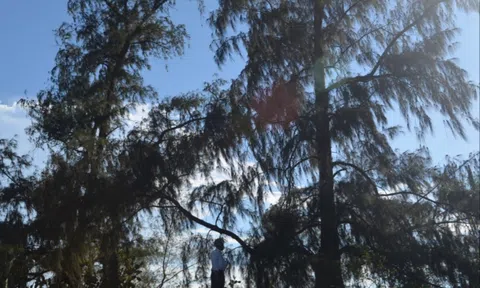 Chuyện về hai cây dương “thần” ở vùng đất anh hùng xứ Quảng